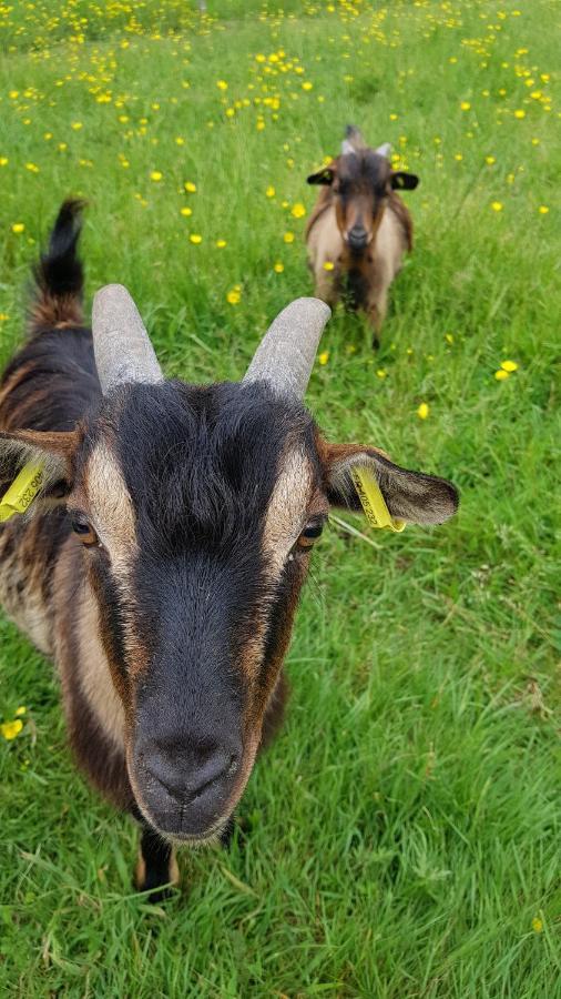 La Ferme De Piardiere Plessé Zewnętrze zdjęcie